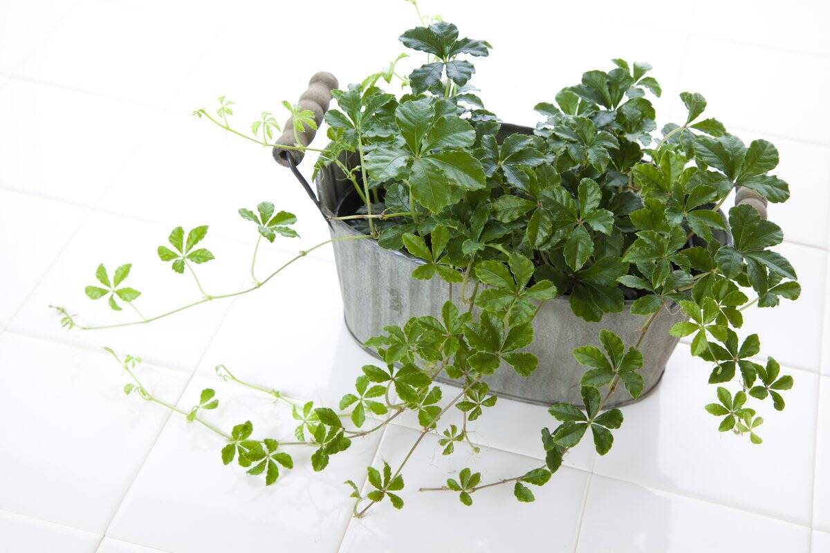 観葉植物の寄せ植え 初心者でも育てやすい オススメの組み合わせ例を紹介 22年2月25日 エキサイトニュース 2 4