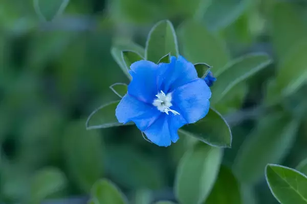 「【ガーデニング】ブルーの花が爽やかでオシャレ！涼しげな夏の庭を演出するオススメの草花7選」の画像