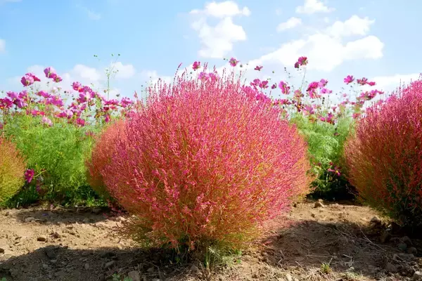 「【ガーデニング】葉色がオシャレ！美しいカラーリーフおすすめ8選、夏の庭にカラフルな彩りを」の画像