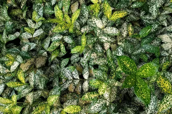 「【ガーデニング】葉色がオシャレ！美しいカラーリーフおすすめ8選、夏の庭にカラフルな彩りを」の画像