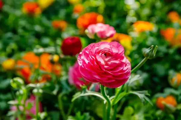 「【ガーデニング】春の定番花オススメ7選！時代を超えて人気、オシャレな花壇の主役にも」の画像