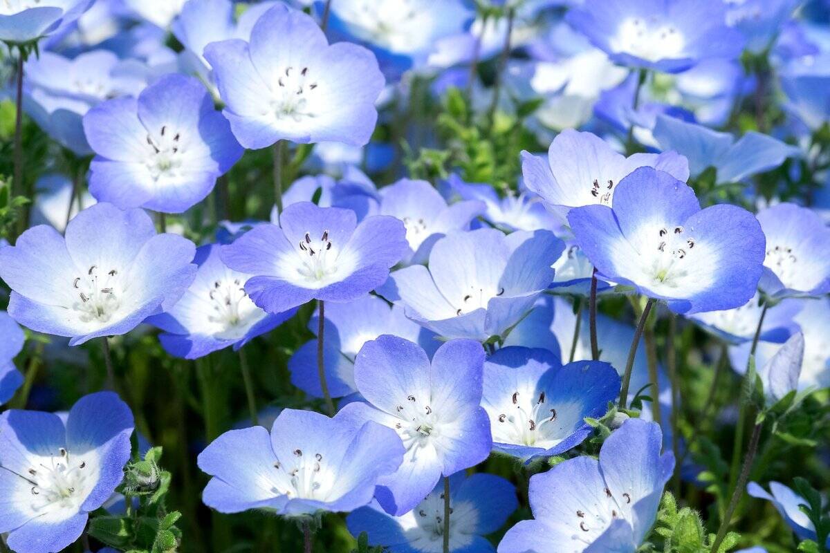 【ガーデニング】春の定番花オススメ7選！時代を超えて人気、オシャレな花壇の主役にも