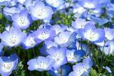 「【ガーデニング】春の定番花オススメ7選！時代を超えて人気、オシャレな花壇の主役にも」の画像5