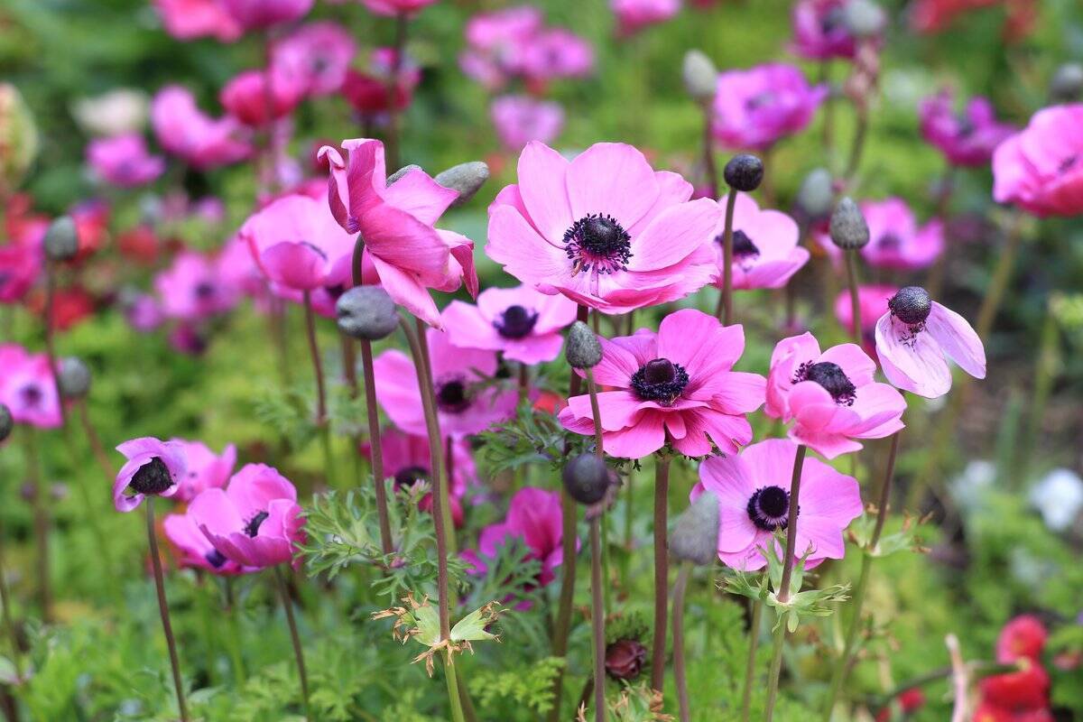 【ガーデニング】春の定番花オススメ7選！時代を超えて人気、オシャレな花壇の主役にも