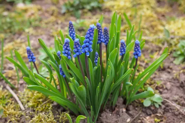 「【ガーデニング】春の定番花オススメ7選！時代を超えて人気、オシャレな花壇の主役にも」の画像