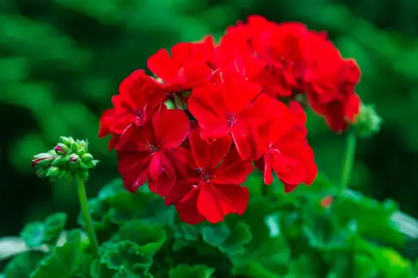 「【ガーデニング】春の定番花オススメ7選！時代を超えて人気、オシャレな花壇の主役にも」の画像