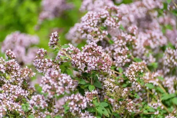 「【家庭菜園で育てるハーブおすすめ10選】プランター栽培で手軽に！料理もオシャレな花も楽しめる」の画像