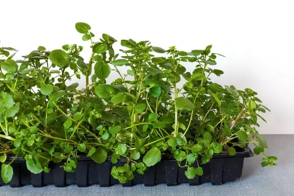 「【家庭菜園で育てるハーブおすすめ10選】プランター栽培で手軽に！料理もオシャレな花も楽しめる」の画像