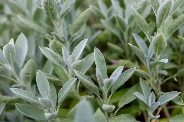 「【家庭菜園で育てるハーブおすすめ10選】プランター栽培で手軽に！料理もオシャレな花も楽しめる」の画像