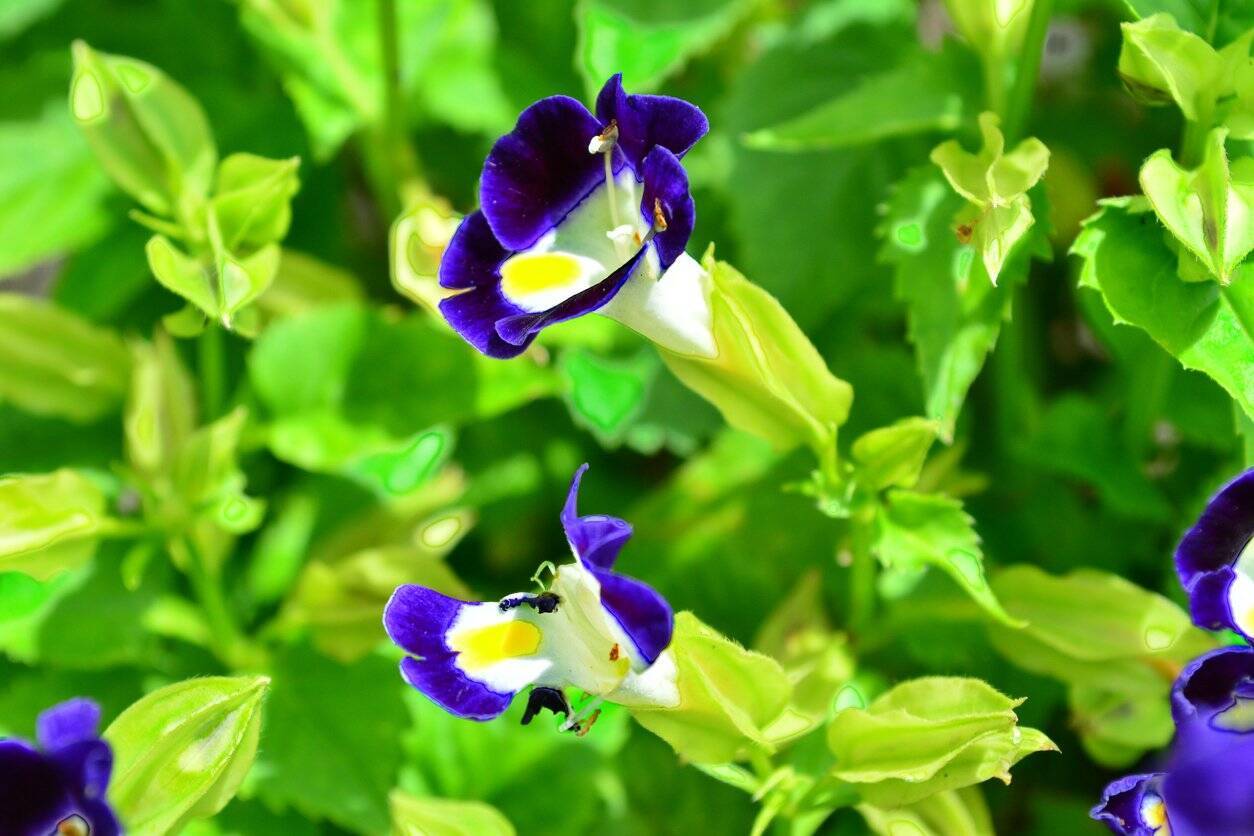 ガーデニング 庭や花壇をオシャレに演出するブルーの花々 涼やかで爽やかに咲くオススメ8選 22年6月22日 エキサイトニュース 2 4