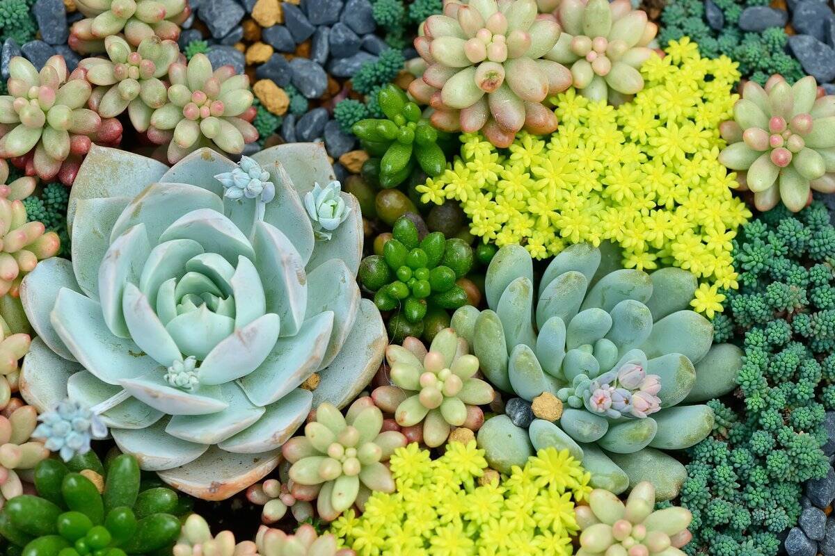 ガーデニング 多肉植物の寄せ植えは春が適期 基本の作り方 オシャレな組み合わせを紹介 22年4月6日 エキサイトニュース 2 3