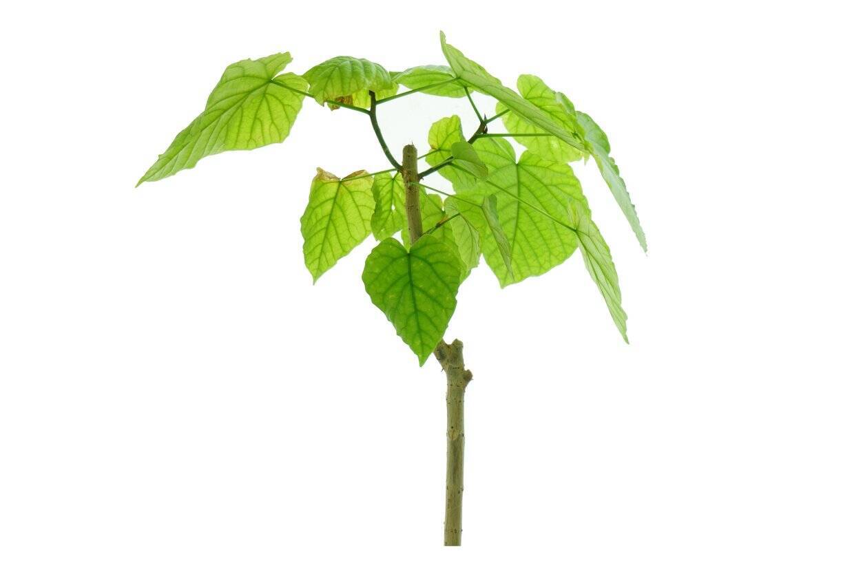 【観葉植物オススメ7選】自慢したくなるインテリアに欠かせない！オシャレで個性的な品種を紹介