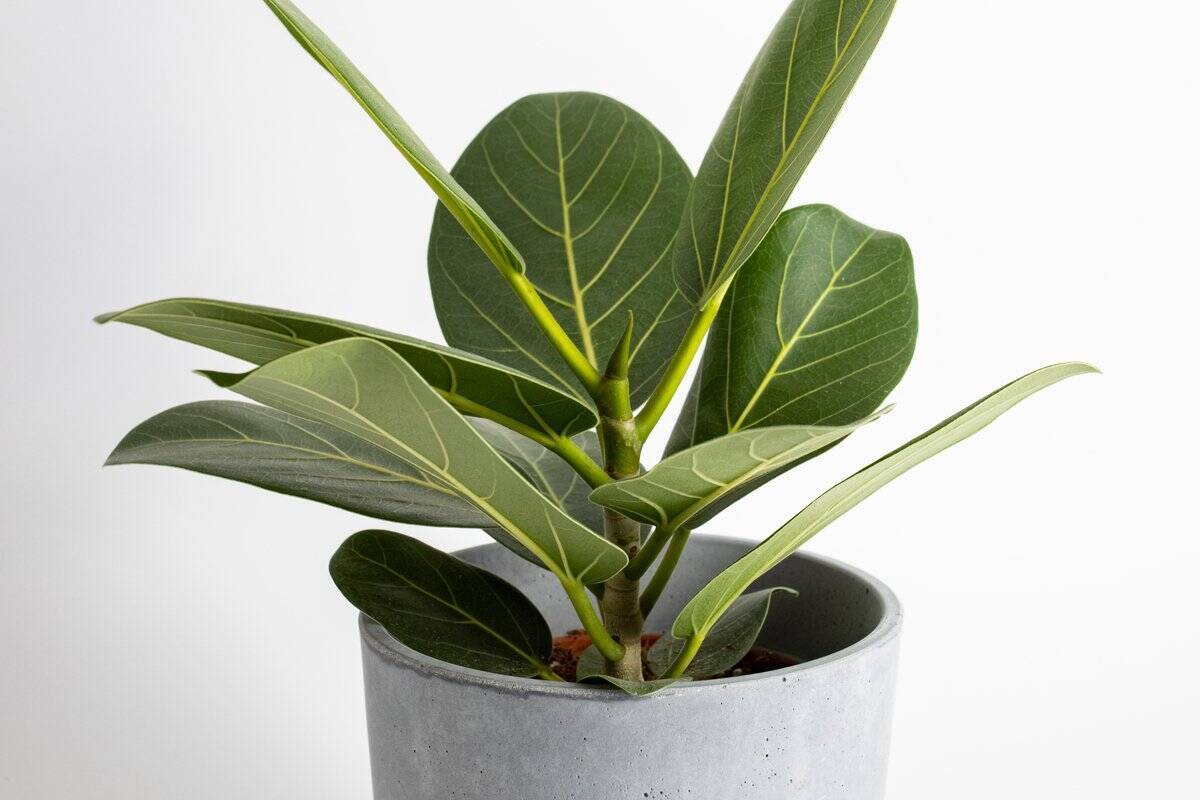 【観葉植物オススメ7選】自慢したくなるインテリアに欠かせない！オシャレで個性的な品種を紹介