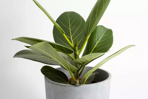 「【観葉植物オススメ7選】自慢したくなるインテリアに欠かせない！オシャレで個性的な品種を紹介」の画像