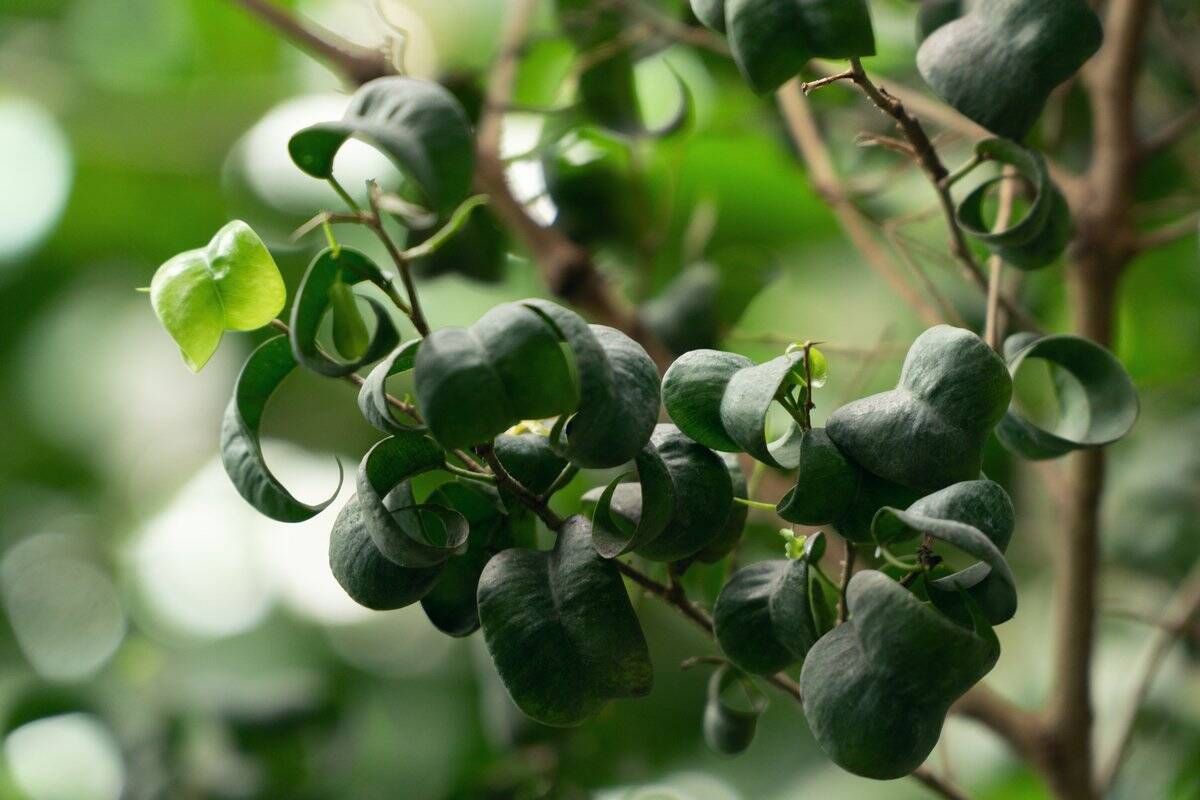 【観葉植物オススメ7選】自慢したくなるインテリアに欠かせない！オシャレで個性的な品種を紹介