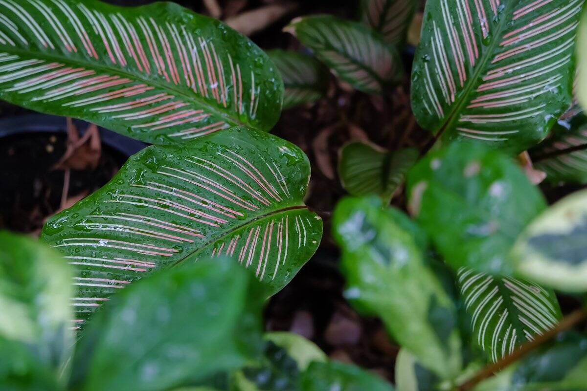 【観葉植物オススメ7選】自慢したくなるインテリアに欠かせない！オシャレで個性的な品種を紹介