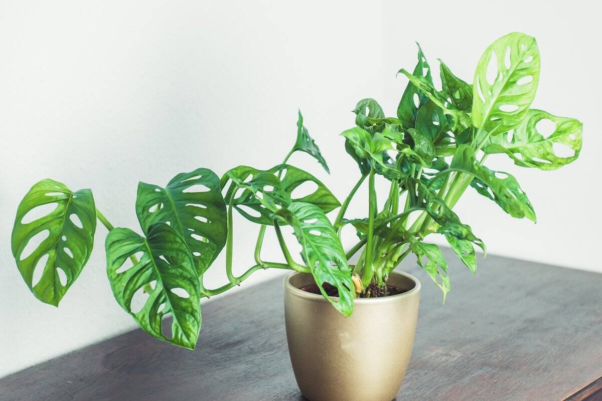 【観葉植物オススメ7選】自慢したくなるインテリアに欠かせない！オシャレで個性的な品種を紹介