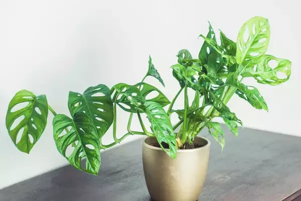 「【観葉植物オススメ7選】自慢したくなるインテリアに欠かせない！オシャレで個性的な品種を紹介」の画像