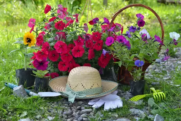 「【ガーデニング】夏らしい鮮やかで華やかな花々！暑さに負けず花を咲かせる植物オススメ8選」の画像