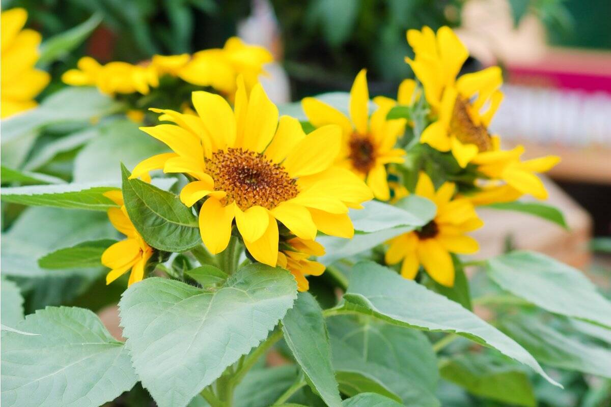 【ガーデニング】夏らしい鮮やかで華やかな花々！暑さに負けず花を咲かせる植物オススメ8選