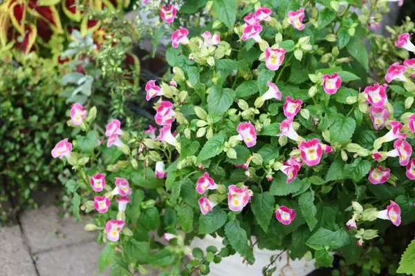 「【ガーデニング】夏らしい鮮やかで華やかな花々！暑さに負けず花を咲かせる植物オススメ8選」の画像