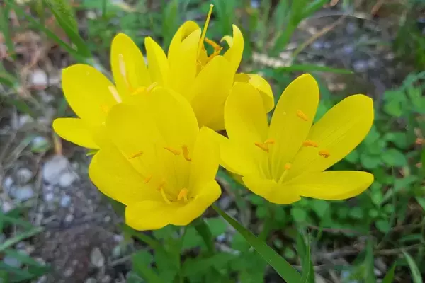 「【ガーデニング】夏植え球根の上手な育て方。秋の庭や花壇が華やぐオススメ品種7選も紹介！」の画像