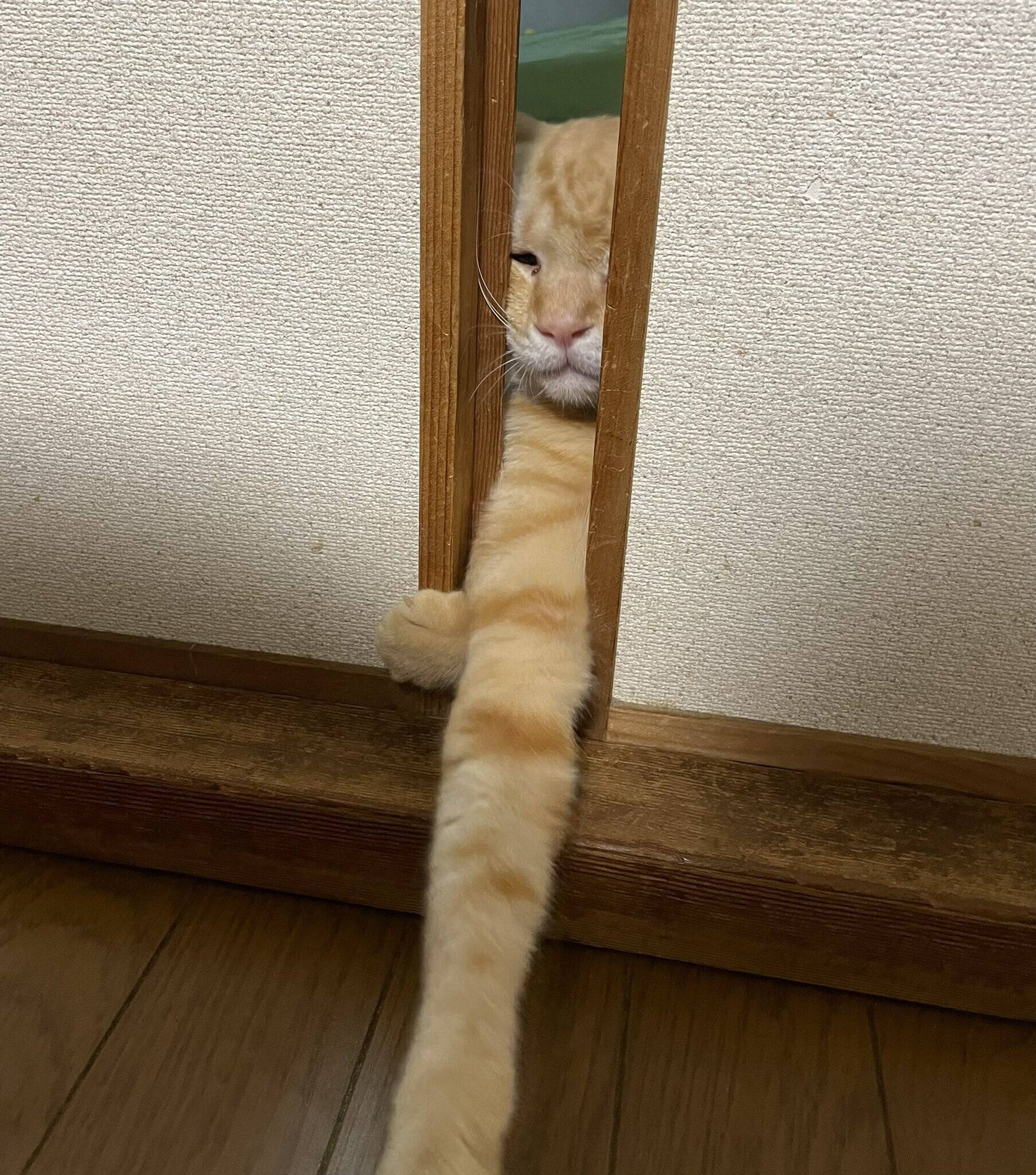 猫 届かないわ 狭い隙間から懸命に手を伸ばす 思わず応援したくなる姿がtwitterで話題に 22年8月25日 エキサイトニュース