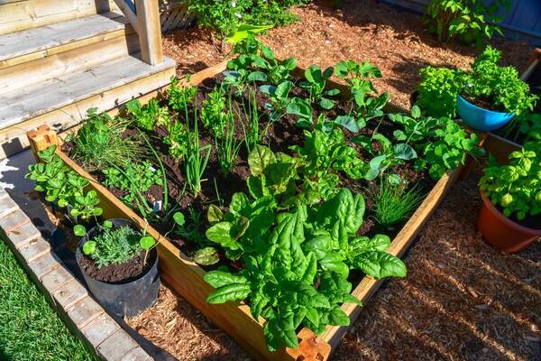 家庭菜園 春から育てるオススメ野菜10選 3月は種まきシーズン 植え付け適期 22年3月7日 エキサイトニュース