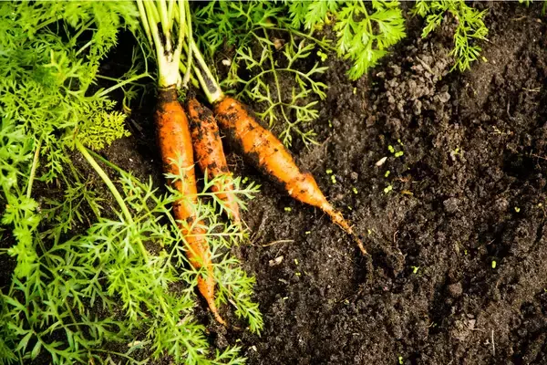 「【家庭菜園】春から育てるオススメ野菜10選！3月は種まきシーズン＆植え付け適期」の画像