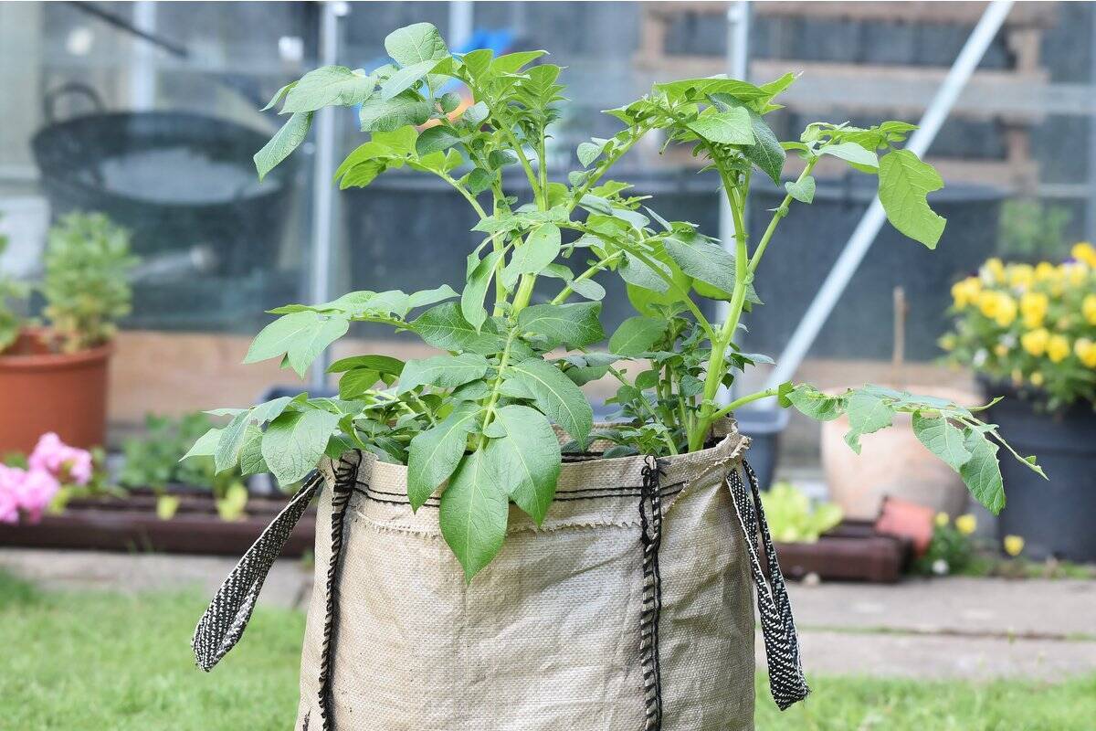 【家庭菜園】春から育てるオススメ野菜10選！3月は種まきシーズン＆植え付け適期