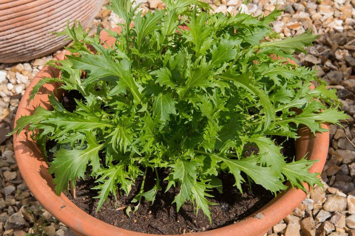 【家庭菜園】春から育てるオススメ野菜10選！3月は種まきシーズン＆植え付け適期