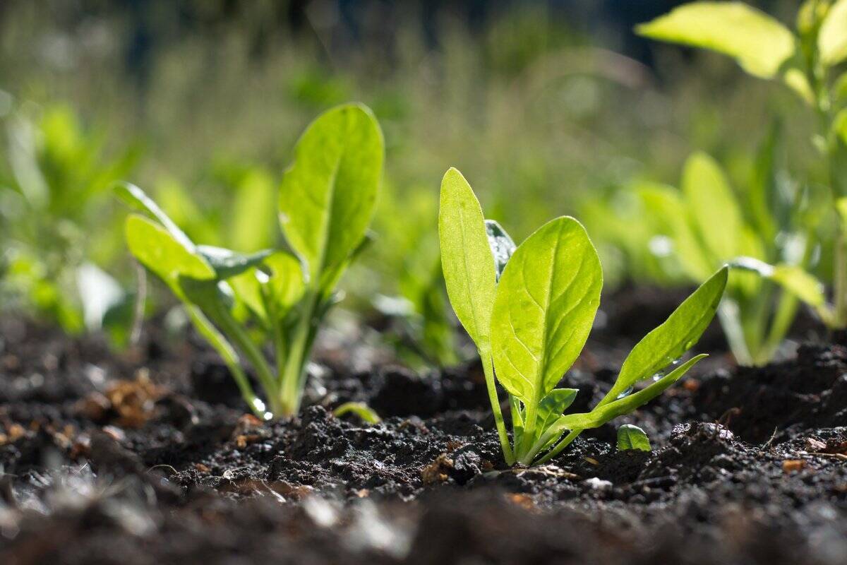 家庭菜園 春から育てるオススメ野菜10選 3月は種まきシーズン 植え付け適期 22年3月7日 エキサイトニュース