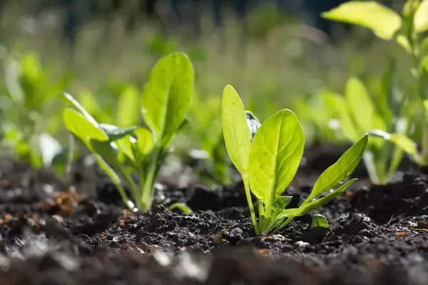 「【家庭菜園】春から育てるオススメ野菜10選！3月は種まきシーズン＆植え付け適期」の画像