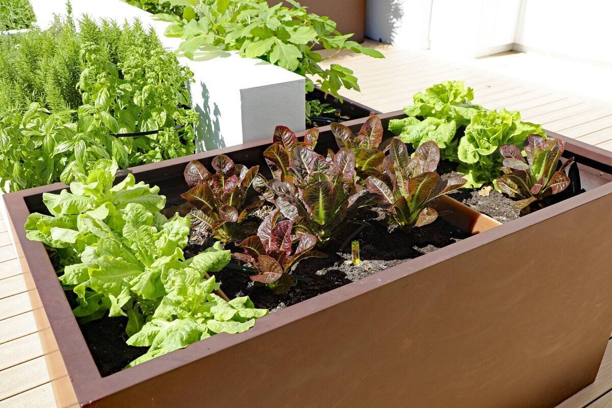 【家庭菜園】春から育てるオススメ野菜10選！3月は種まきシーズン＆植え付け適期