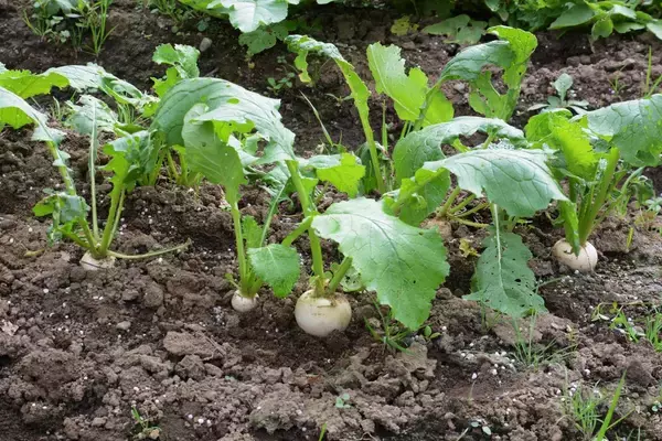 「【家庭菜園】春から育てるオススメ野菜10選！3月は種まきシーズン＆植え付け適期」の画像