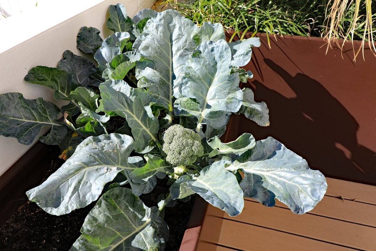 【家庭菜園】春から育てるオススメ野菜10選！3月は種まきシーズン＆植え付け適期