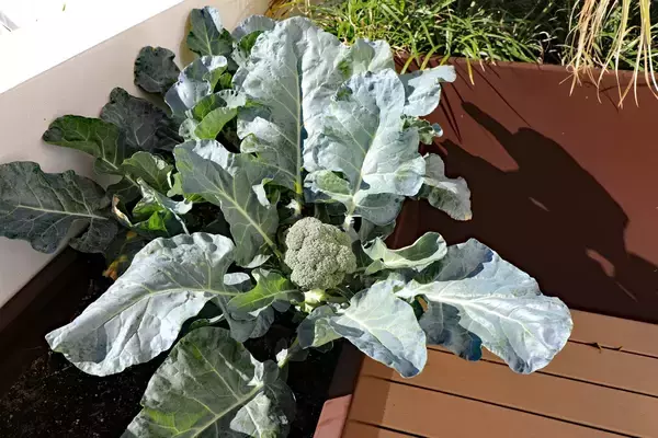 「【家庭菜園】春から育てるオススメ野菜10選！3月は種まきシーズン＆植え付け適期」の画像