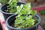 「【家庭菜園】春から育てるオススメ野菜10選！3月は種まきシーズン＆植え付け適期」の画像8