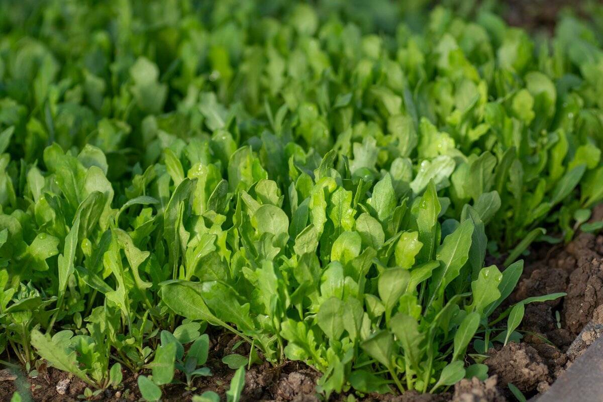 【家庭菜園】春から育てるオススメ野菜10選！3月は種まきシーズン＆植え付け適期