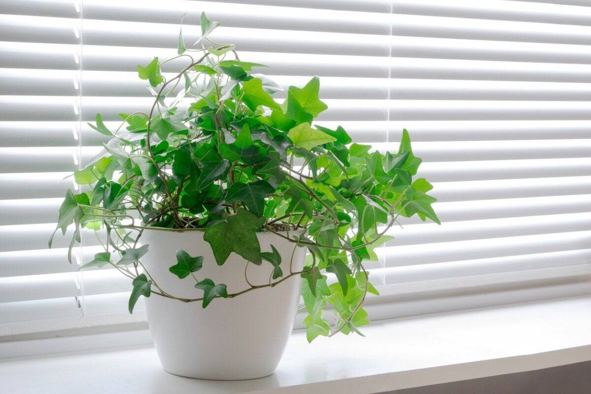 【冬こそインドアガーデニング】観葉植物厳選6つ。ひと鉢あれば部屋がオシャレで爽やかに！
