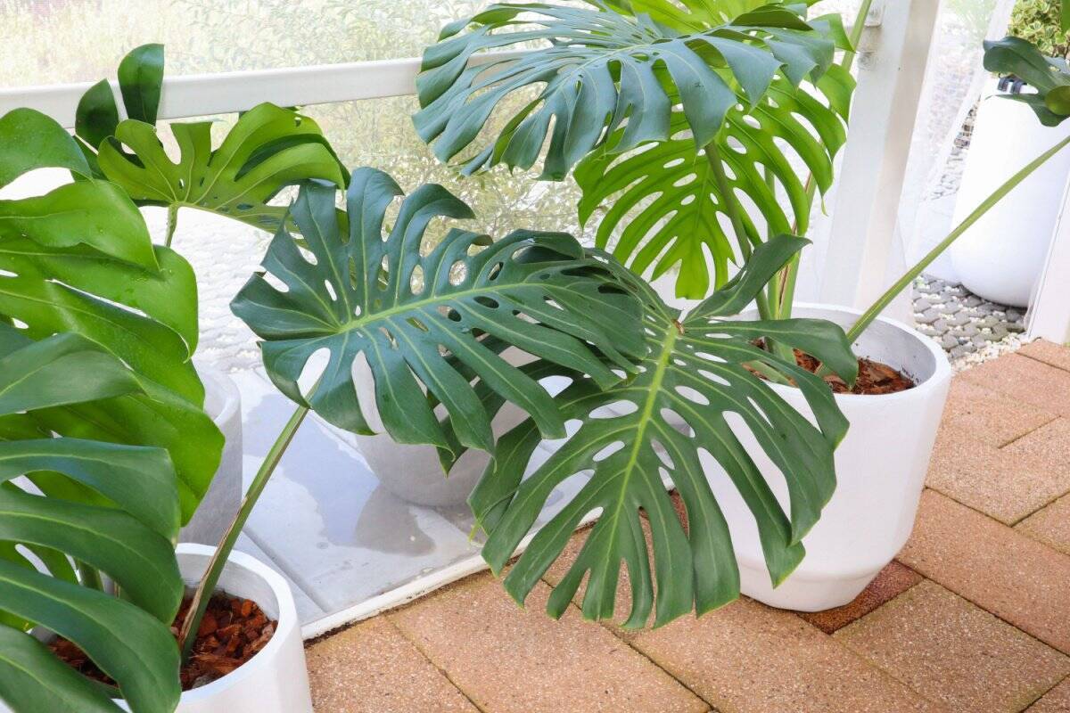 【冬こそインドアガーデニング】観葉植物厳選6つ。ひと鉢あれば部屋がオシャレで爽やかに！