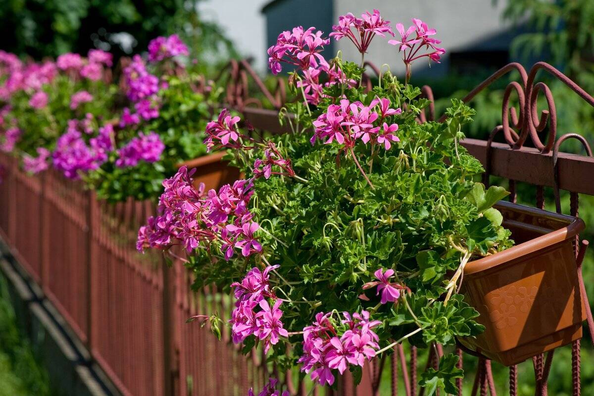 ガーデニング 鮮やかな色合いの多年草 ゼラニウム 寄せ植え例を紹介 深紅の花色は大人っぽくてオシャレ 22年4月27日 エキサイトニュース 2 3