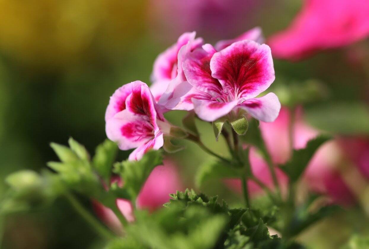 ガーデニング 鮮やかな色合いの多年草 ゼラニウム 寄せ植え例を紹介 深紅の花色は大人っぽくてオシャレ 22年4月27日 エキサイトニュース 3 3