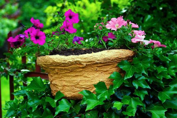 ガーデニング 寄せ植えは夏らしい色を選んでオシャレに 草花のオススメの組み合わせ例を紹介 22年6月16日 エキサイトニュース