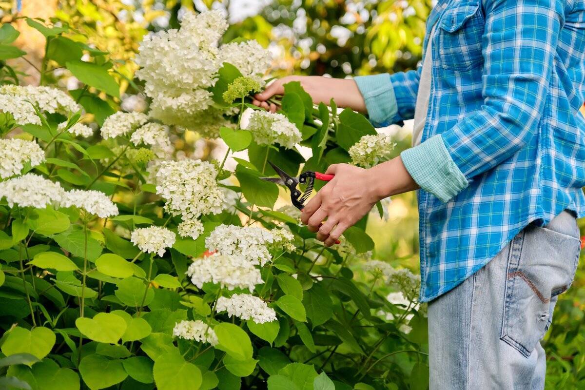 【ガーデニング】庭のアジサイを切り花＆ドライフラワーで楽しむ！長持ちさせるコツ、作り方を紹介