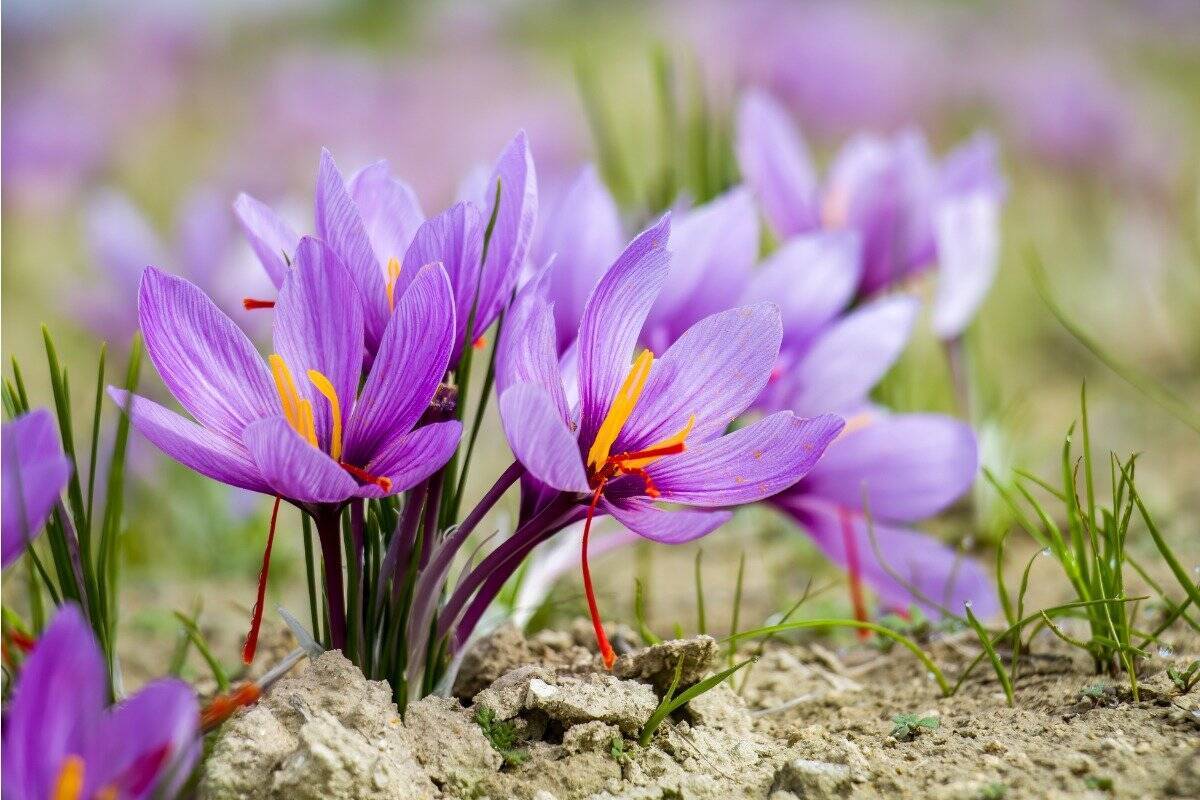 ガーデニング 秋の花壇がお洒落になる シックな花 オススメ6選 22年8月28日 エキサイトニュース 3 3