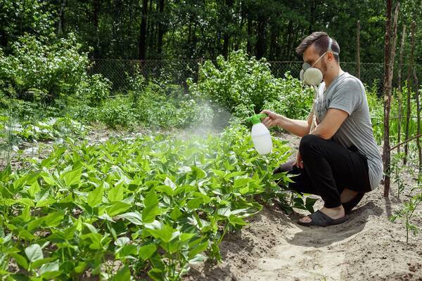 家庭菜園の虫除け対策 農薬を使わず野菜を守る 虫を近づけないコツも紹介 22年3月24日 エキサイトニュース