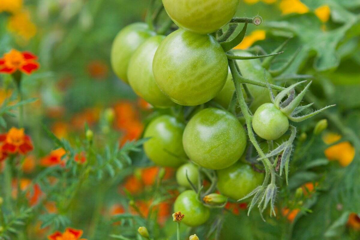 家庭菜園の虫除け対策 農薬を使わず野菜を守る 虫を近づけないコツも紹介 22年3月24日 エキサイトニュース