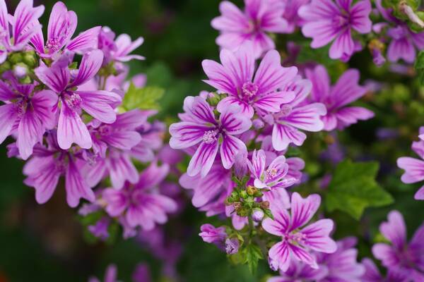 ガーデニング 庭や花壇にカワイイ花が咲く オシャレなハーブおすすめ10選 癒やしの香りも楽しんで 22年6月12日 エキサイトニュース