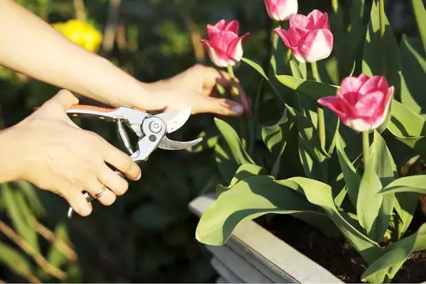 「【ガーデニング】来年もカワイイ花を咲かせたい！チューリップの花後の手入れ＆球根の保存方法を解説」の画像
